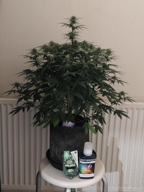 Eternity grow cup sticky broccoli auto. Week 6
