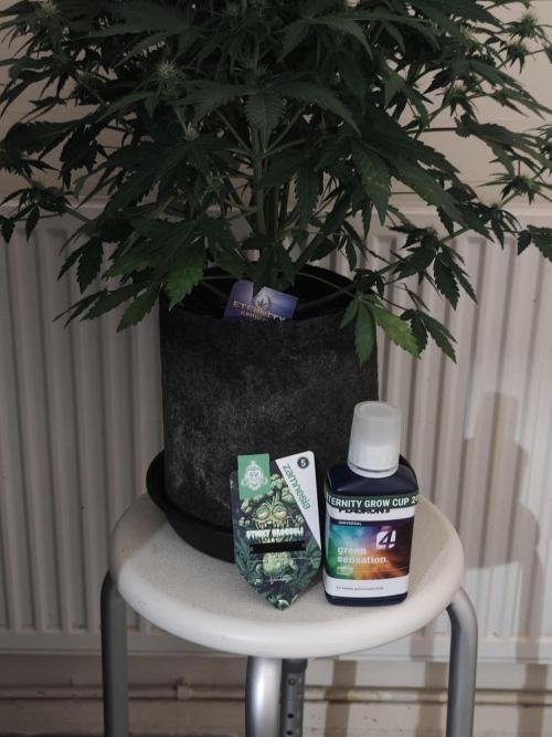 Eternity grow cup sticky broccoli auto. Week 6