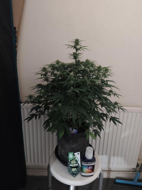 Eternity grow cup sticky broccoli auto. Week 6