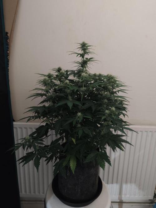 Eternity grow cup sticky broccoli auto. Week 6