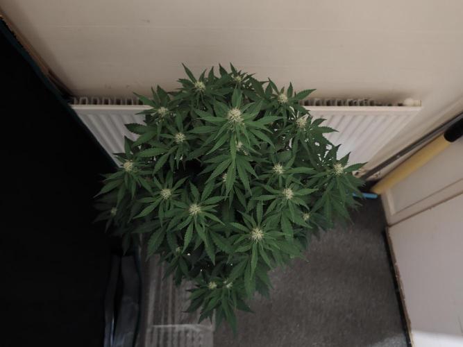 Eternity grow cup sticky broccoli auto. Week 6