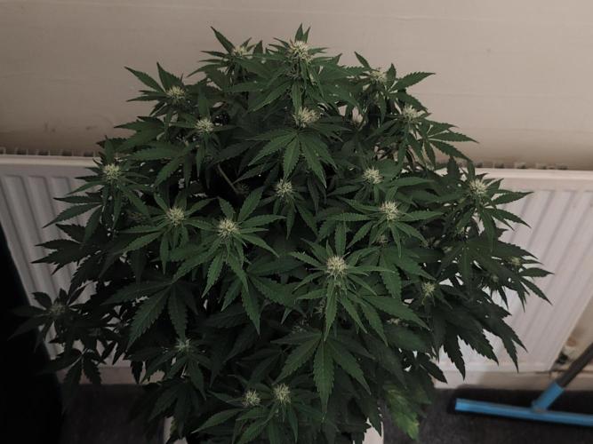 Eternity grow cup sticky broccoli auto. Week 6