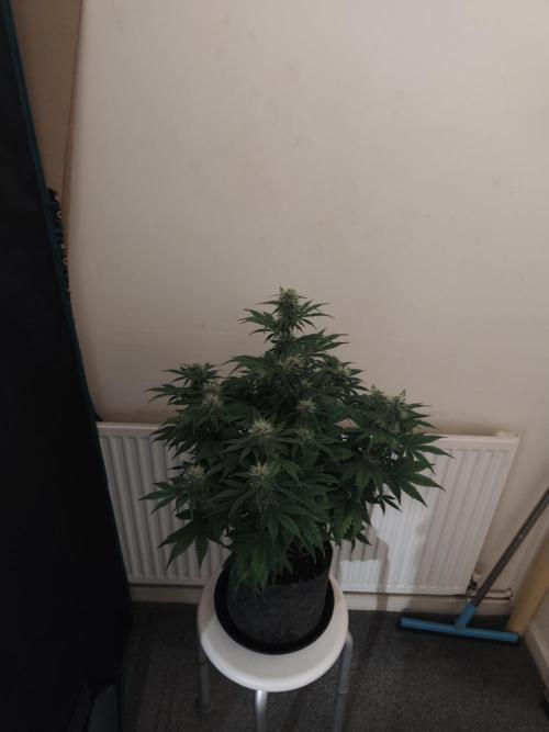 Auto 77 Days. Week 7