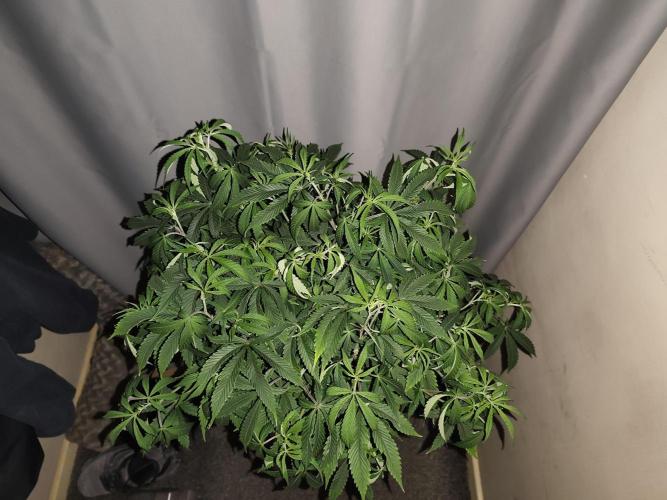 AK-47 XL. Week 8