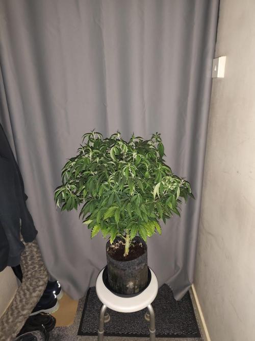 AK-47 XL. Week 8