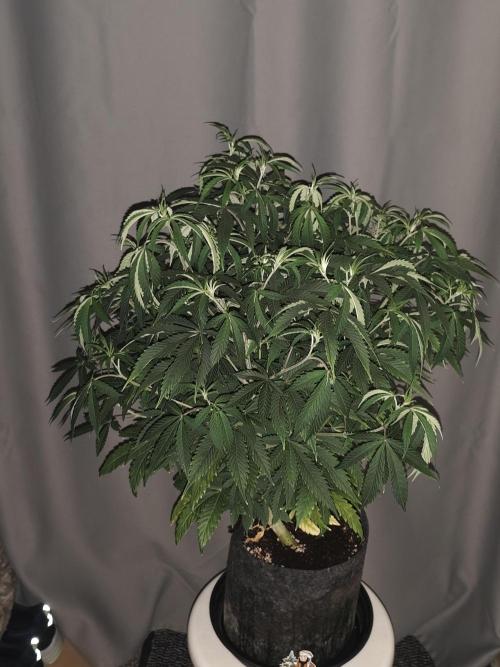 AK-47 XL. Week 8