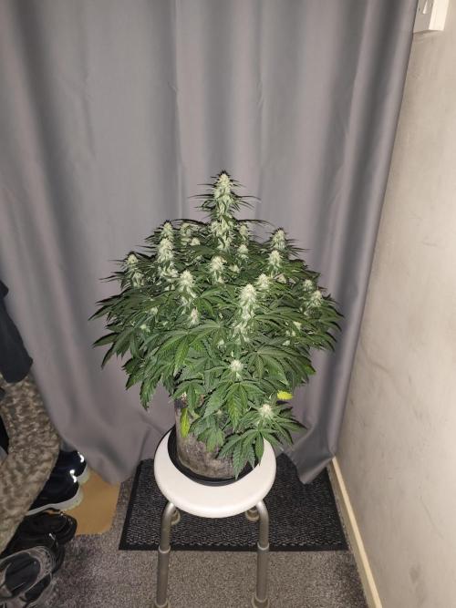 AK-47 XL. Week 8