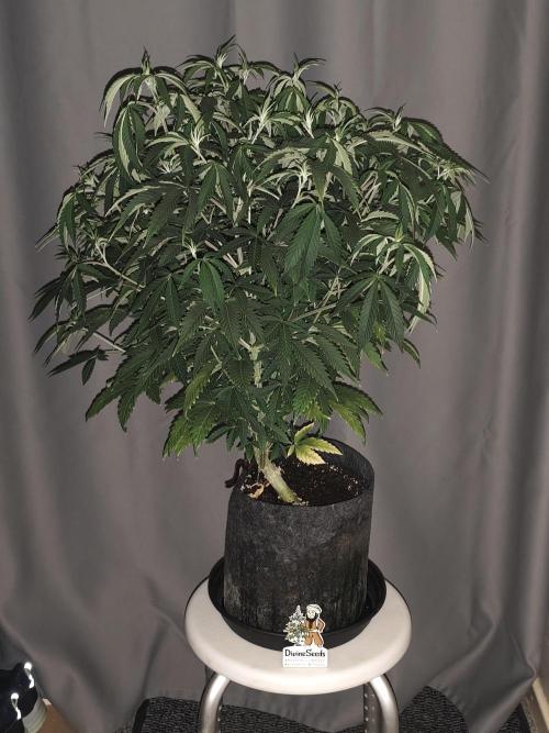 AK-47 XL. Week 8