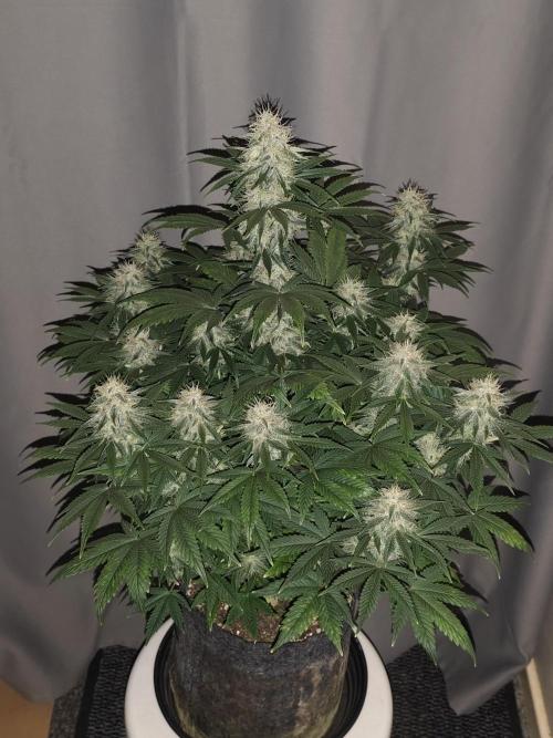 Auto 77 Days. Week 8