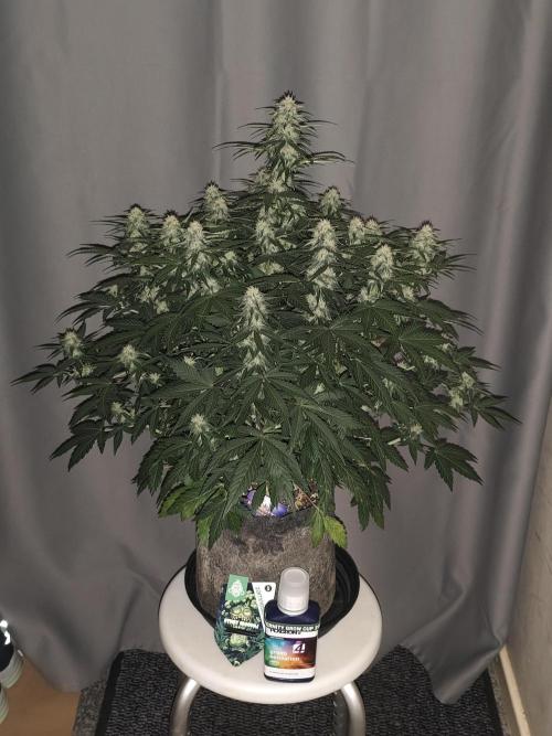 Eternity grow cup sticky broccoli auto. Week 7