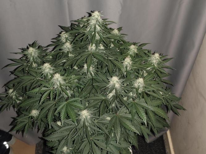 Eternity grow cup sticky broccoli auto. Week 7