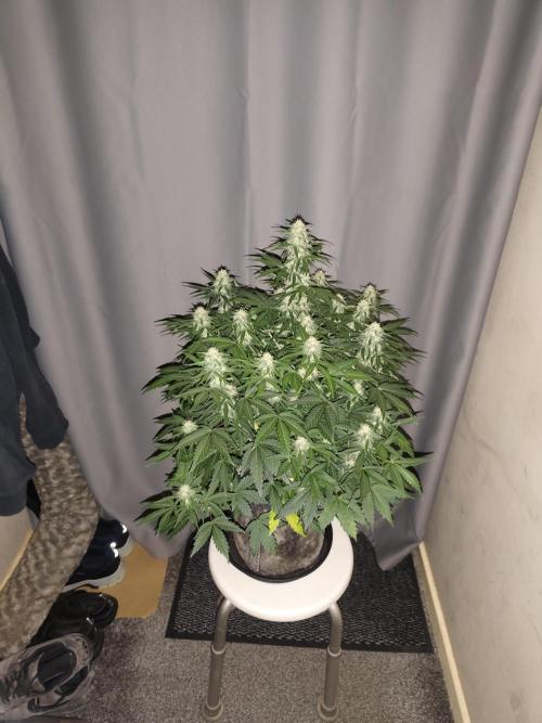 Eternity grow cup sticky broccoli auto. Week 7