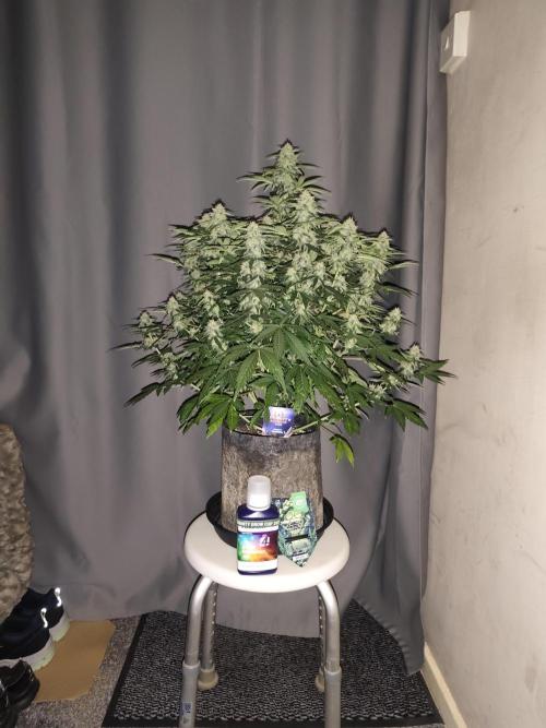 Eternity grow cup sticky broccoli auto. Week 8