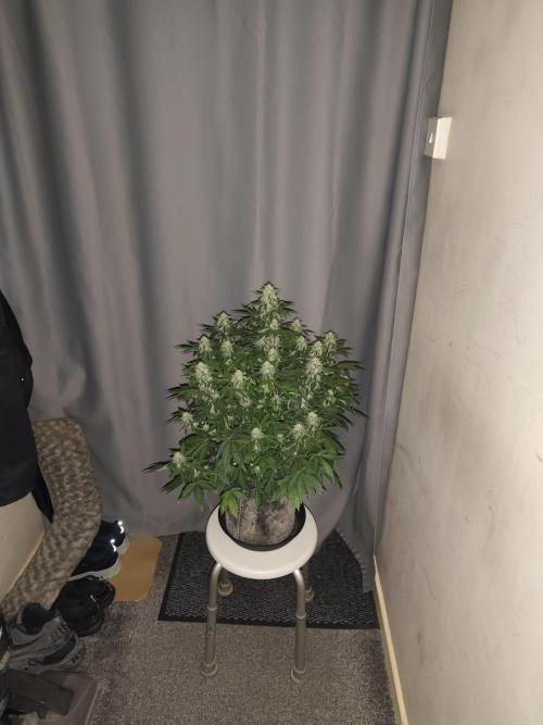 Eternity grow cup sticky broccoli auto. Week 8
