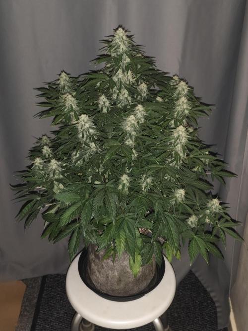 Eternity grow cup sticky broccoli auto. Week 8