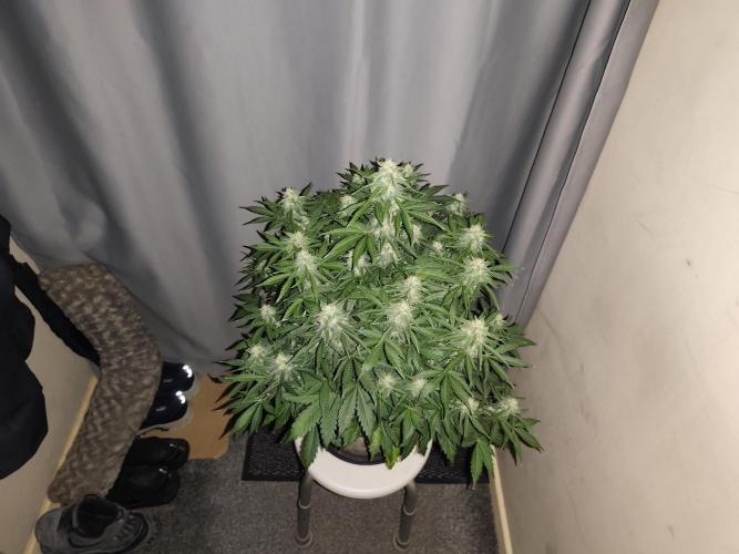 Eternity grow cup sticky broccoli auto. Week 8