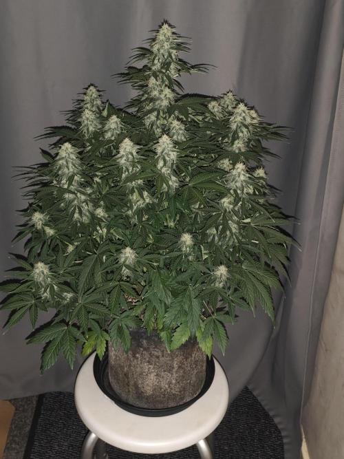 Eternity grow cup sticky broccoli auto. Week 8