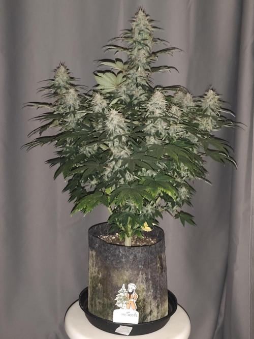 Auto 77 Days. Week 9
