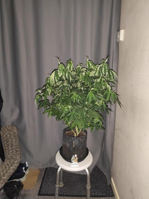 AK-47 XL. Week 9