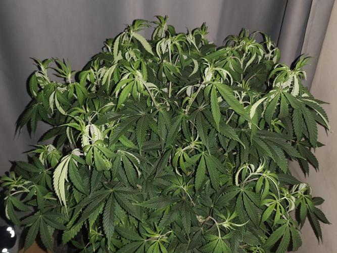 AK-47 XL. Week 9