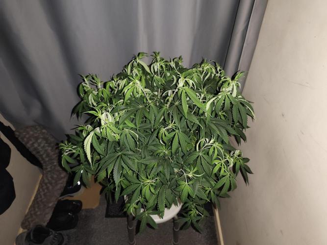 AK 47 XL. Week 9