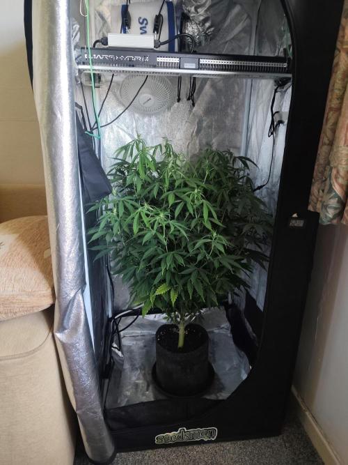 AK-47 XL. Week 10