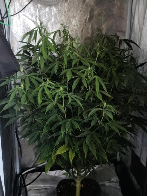 AK-47 XL. Week 10