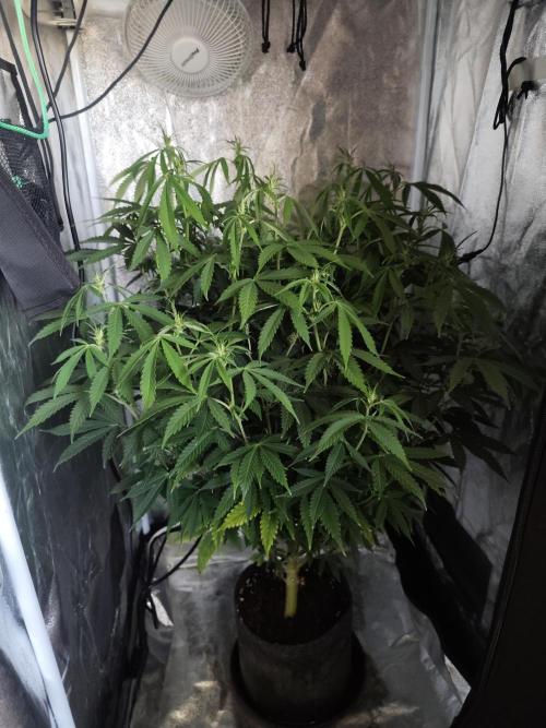 AK-47 XL. Week 10