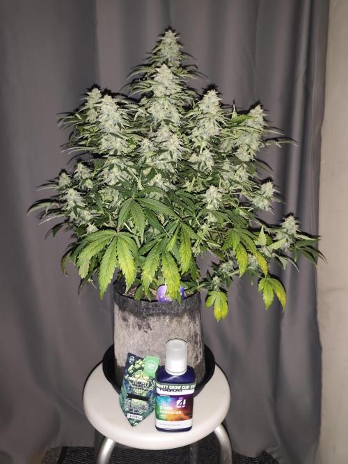 Eternity grow cup sticky broccoli auto. Week 9