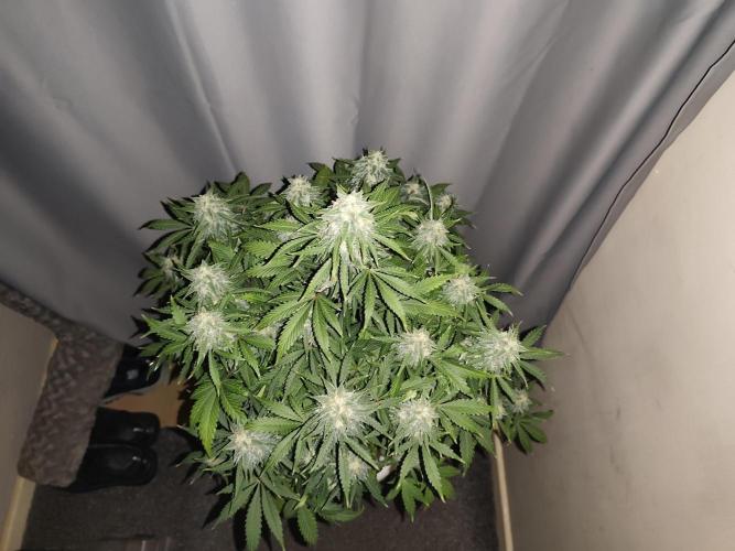 Eternity grow cup sticky broccoli auto. Week 9