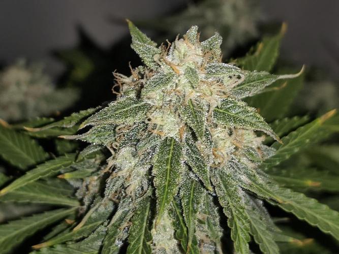 Eternity grow cup sticky broccoli auto. Week 9