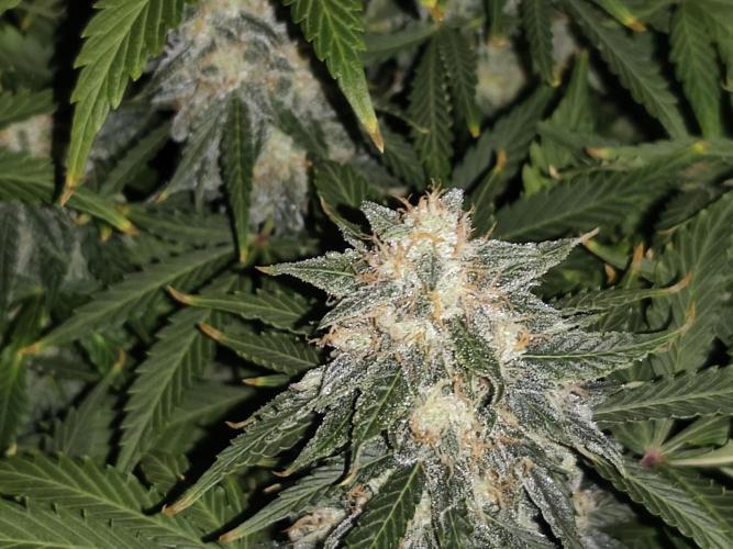Eternity grow cup sticky broccoli auto. Week 9