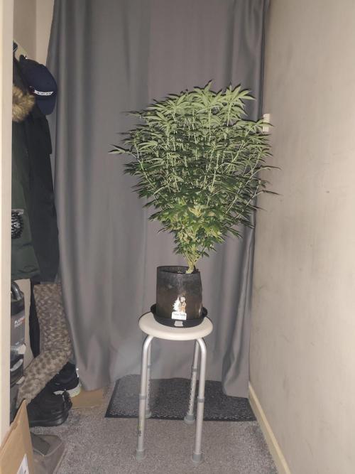 AK-47 XL. Week 11