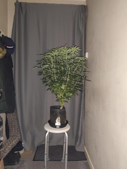 AK-47 XL. Week 11