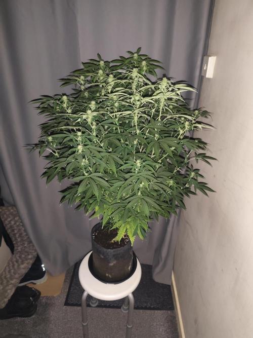 AK-47 XL. Week 11