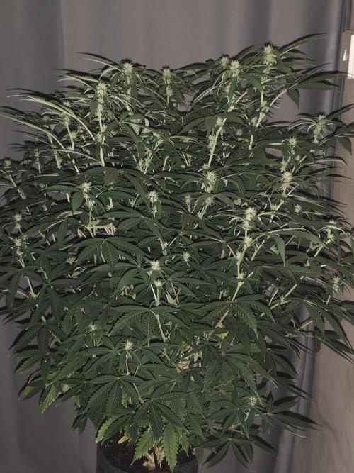 AK-47 XL. Week 11