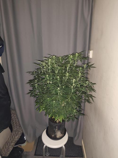 AK-47 XL. Week 11