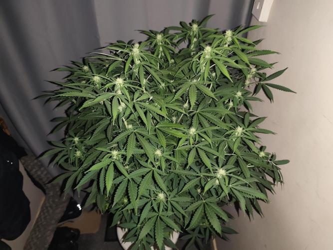 AK-47 XL. Week 11