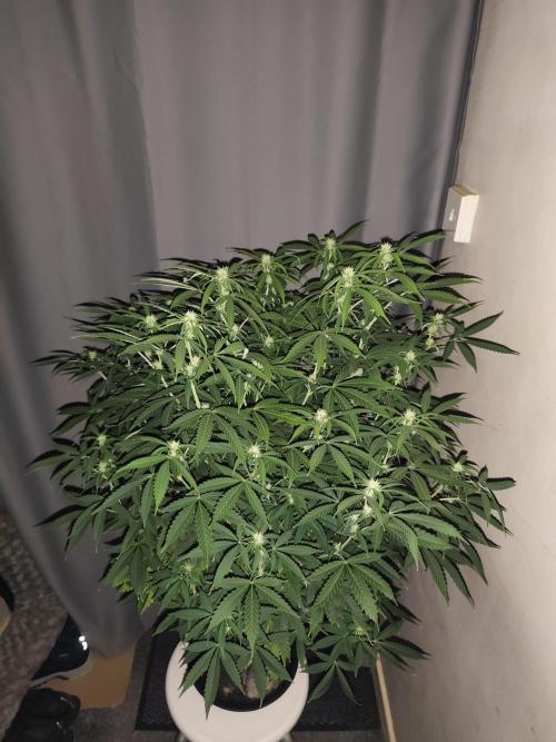AK-47 XL. Week 11