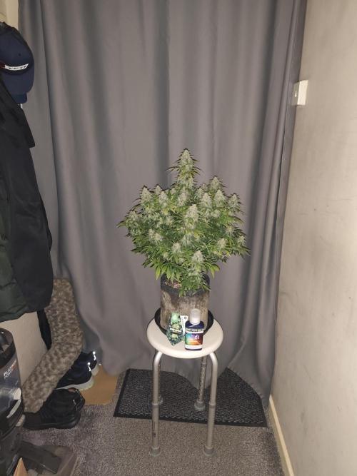 Eternity grow cup sticky broccoli auto. Week 10