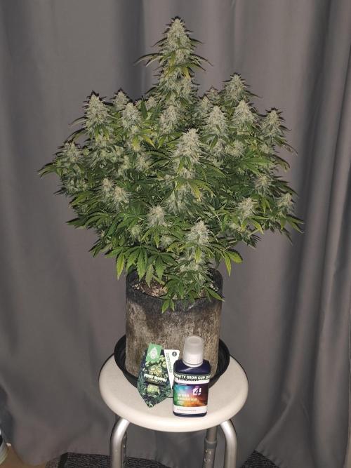 Eternity grow cup sticky broccoli auto. Week 10