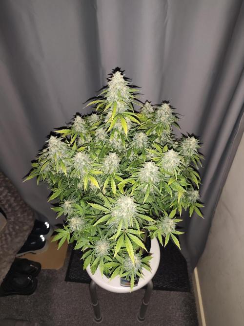 Eternity grow cup sticky broccoli auto. Week 10