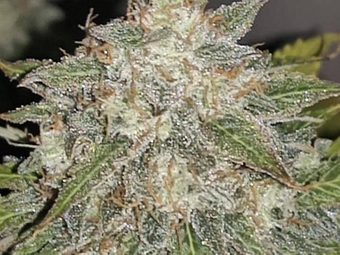 Eternity grow cup sticky broccoli auto. Week 10