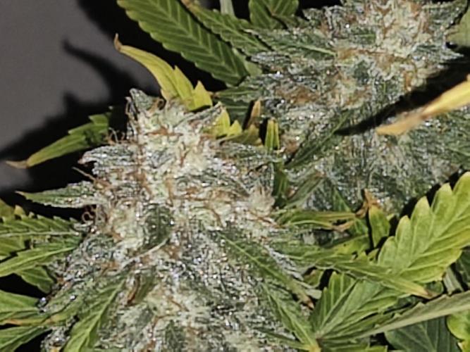 Eternity grow cup sticky broccoli auto. Week 10