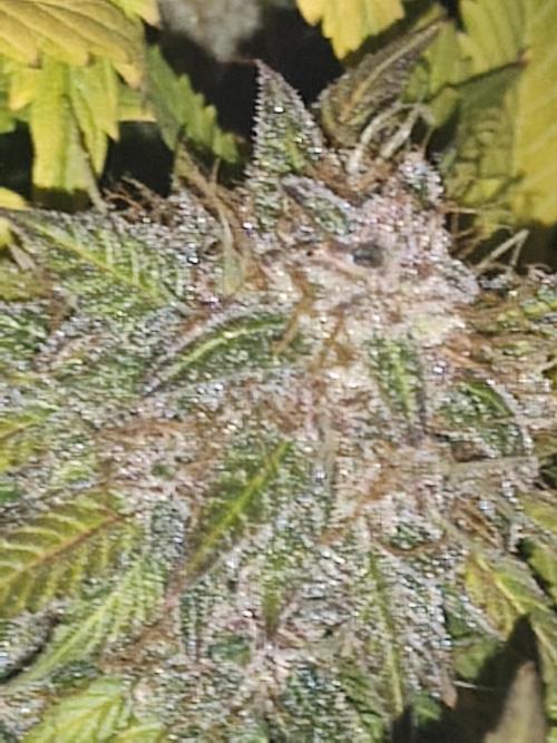 Auto 77 Days. Week 12
