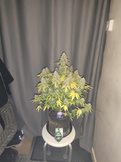 Eternity grow cup sticky broccoli auto. Week 11