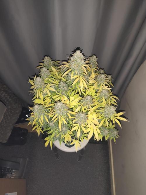 Eternity grow cup sticky broccoli auto. Week 11