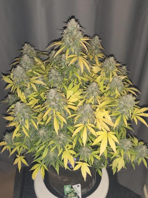 Eternity grow cup sticky broccoli auto. Week 11
