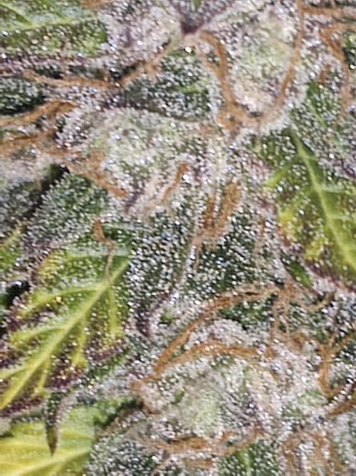 Eternity grow cup sticky broccoli auto. Week 11
