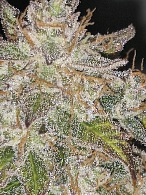 Eternity grow cup sticky broccoli auto. Week 11